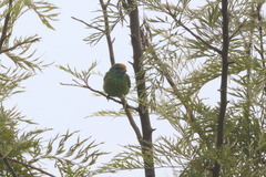 Psilopogon flavifrons