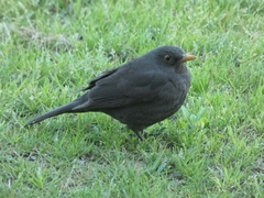 Turdus merula