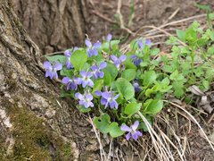 Viola suavis