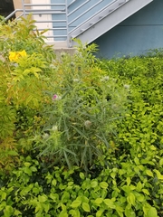 Cirsium vulgare
