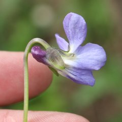 Viola suavis