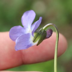 Viola suavis