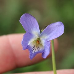 Viola suavis