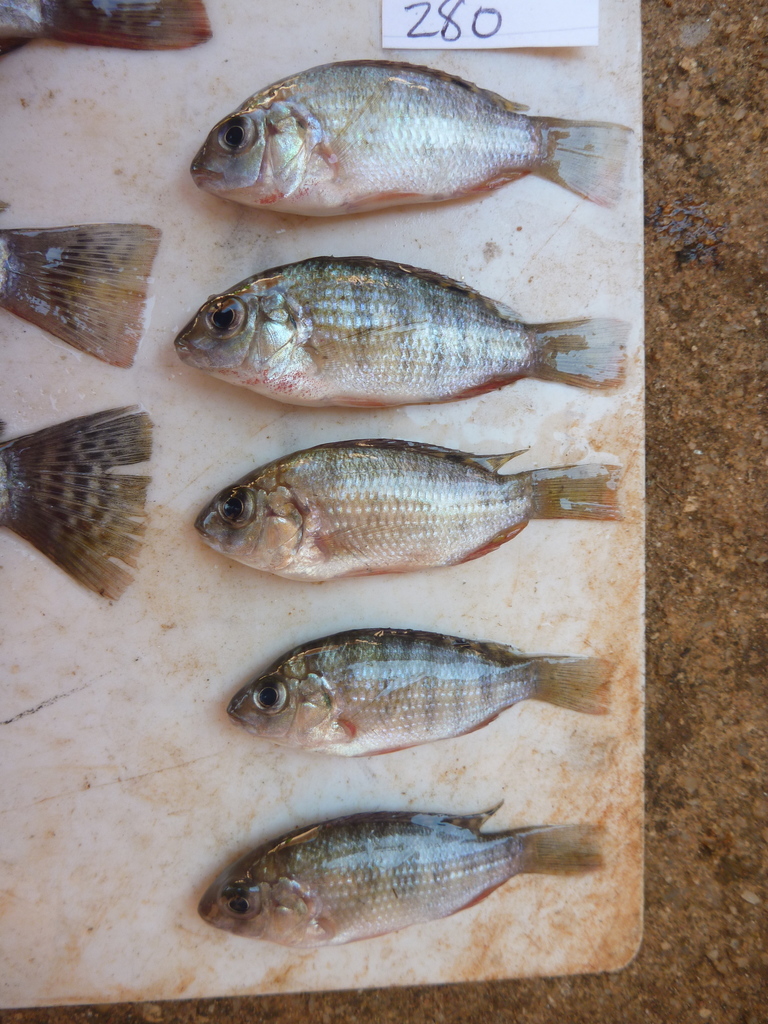 Redbreast tilapia from Tanzania on September 10, 2012 at 0214 PM by