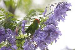 Loriculus beryllinus