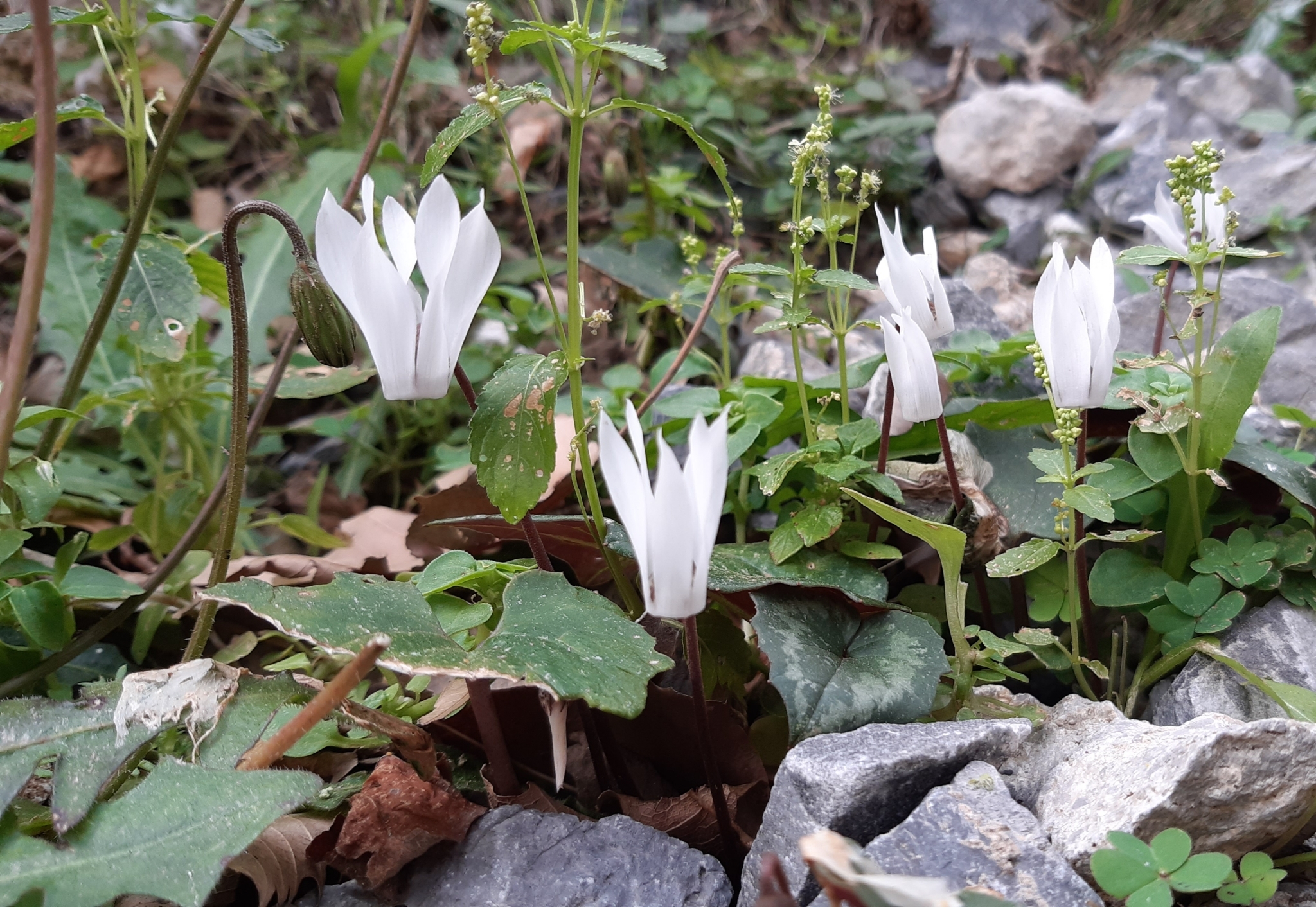 Cyclamen