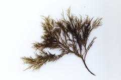 Cryptosiphonia woodii