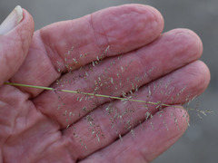 Sporobolus australasicus