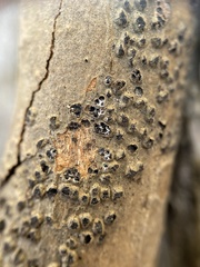 Cryptovalsa prominens