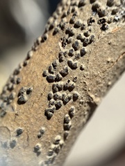 Cryptovalsa prominens