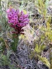 Erica daphniflora