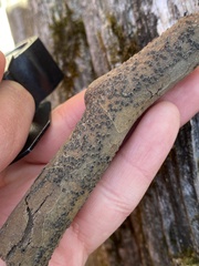 Cryptovalsa prominens