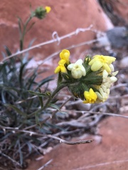 Oreocarya confertiflora