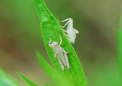 Anapodisma miramae