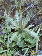 Cirsium pyrenaicum