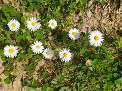 Bellis annua