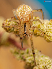 Enoplognatha molesta