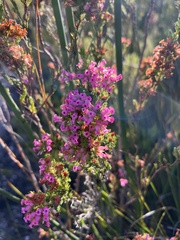 Erica daphniflora