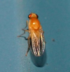 Chyromyidae