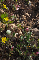Trifolium eriosphaerum