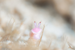 Verconia simplex