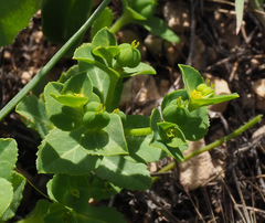 Euphorbia arguta