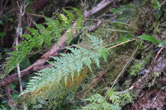 Asplenium wilfordii