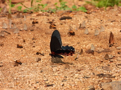 Papilio alcmenor