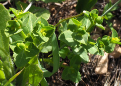 Euphorbia arguta