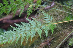 Asplenium wilfordii