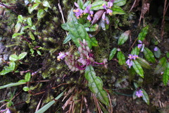 Polygala arcuata