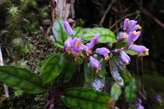 Polygala arcuata