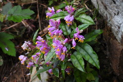 Polygala arcuata