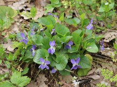 Viola suavis