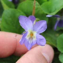Viola suavis
