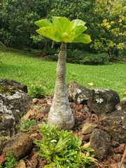 Brighamia insignis