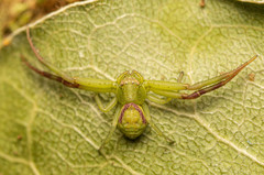 Misumenops rubrodecoratus