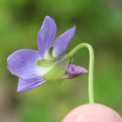 Viola suavis