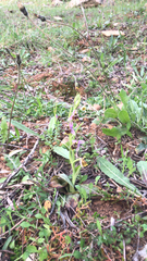 Ophrys scolopax