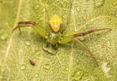 Misumenops rubrodecoratus
