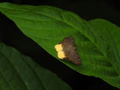 Mooreana trichoneura