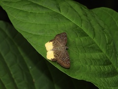 Mooreana trichoneura