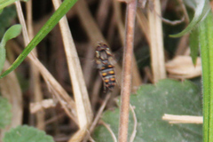 Episyrphus balteatus