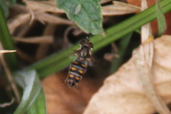 Episyrphus balteatus