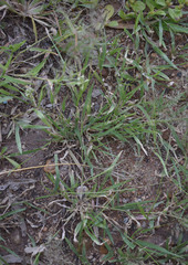 Sporobolus australasicus