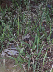 Sporobolus australasicus