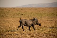 Phacochoerus africanus