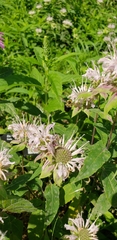 Monarda stipitatoglandulosa