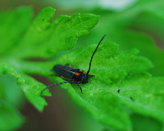 Phytoecia rufiventris