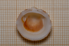 Glycymeris glycymeris